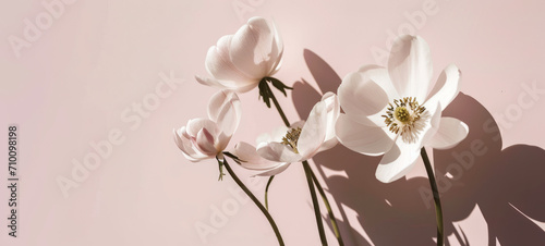 Tender white flowers on pastel pink background. Side lighting with harsh shadows in the background. Flowers composition with copy space.
