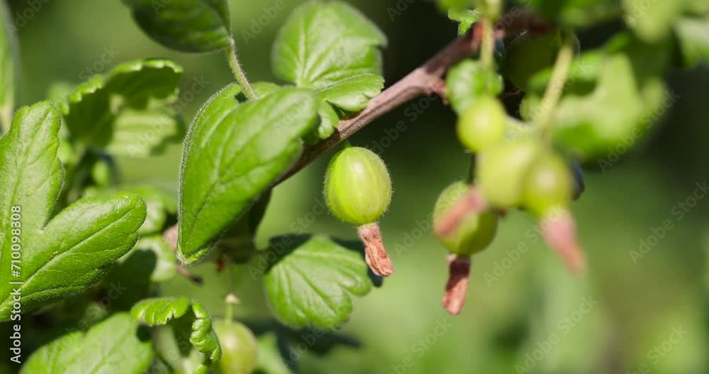 green foliage and gooseberry berries in the garden, growing gooseberry crops in eastern Europe green foliage and gooseberry berries in the garden, growing gooseberry crops in eastern Europe