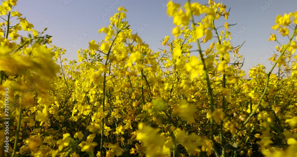beautiful flowering field with yellow rapeseed flowers, a field with yellow flowering rapeseed plants in spring beautiful flowering field with yellow rapeseed flowers, a field with yellow flowering rapeseed plants in spring