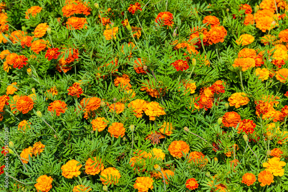 Aztec marigold or Mexican marigold (Tagetes erecta) flowers on a flowerbed