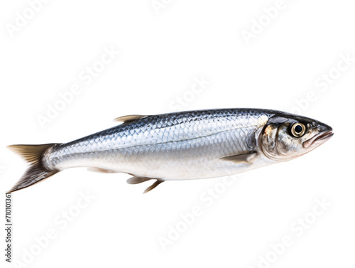 a silver fish with black stripes photo