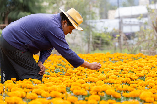 Mexican farmer looking and touching his cempasúchil flower harvest in Xochimilco Mexico City