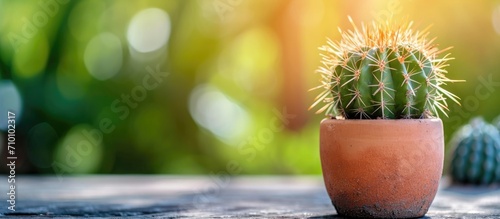 Small potted cactus basks in the sun. photo
