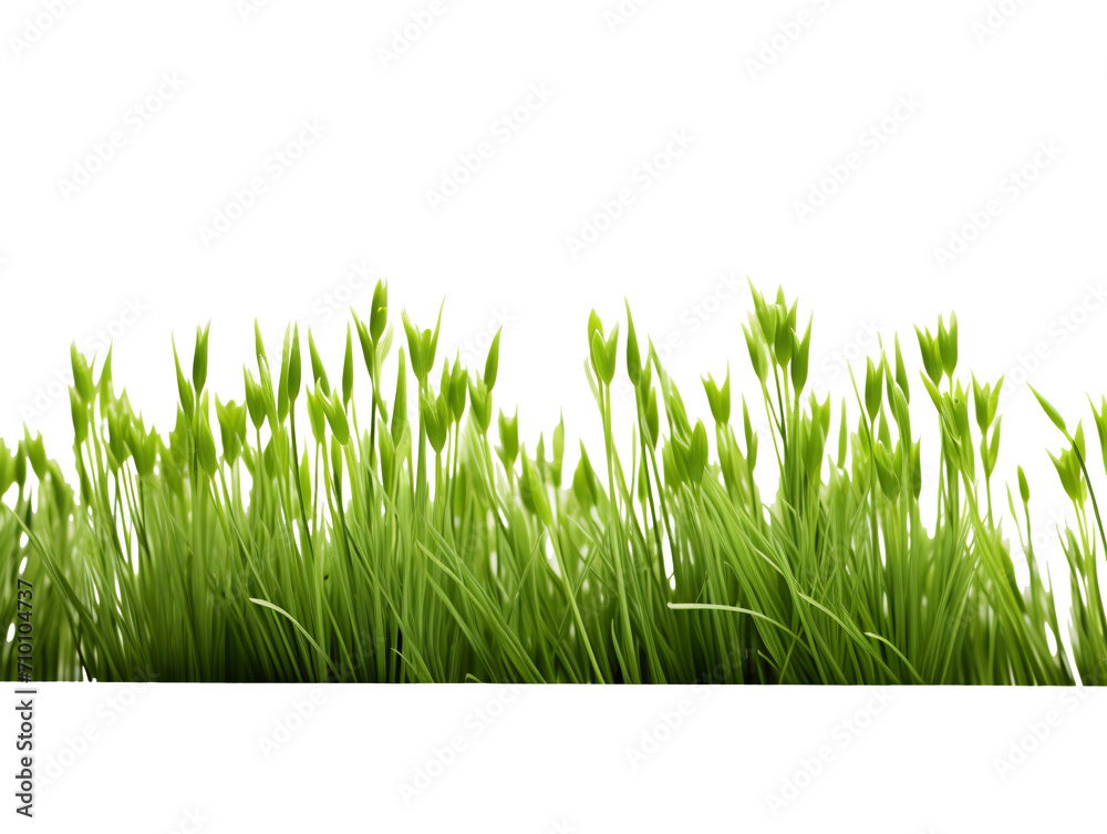 a close up of grass a close up of grass