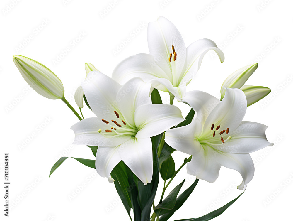 a group of white flowers