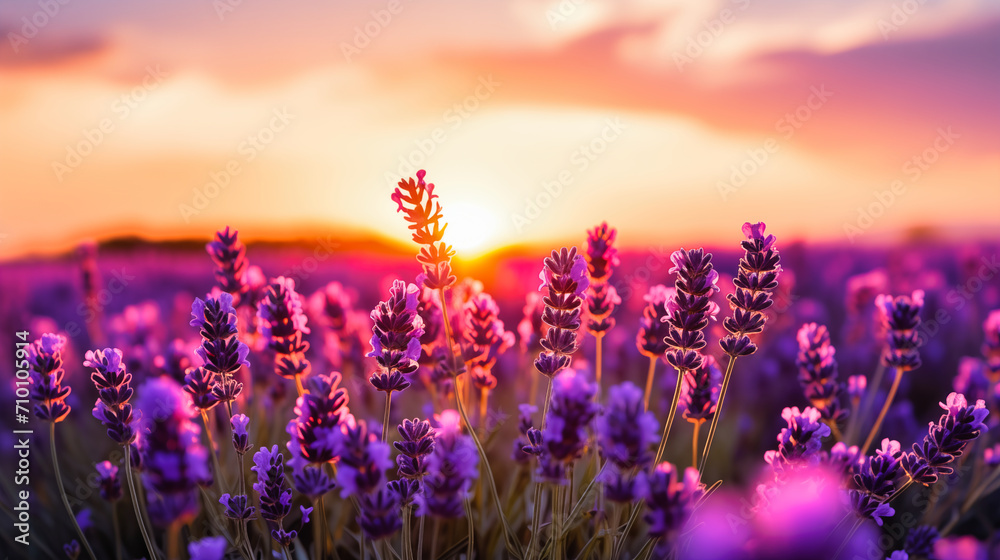 Lavender flowers at sunset in Provence, France.
