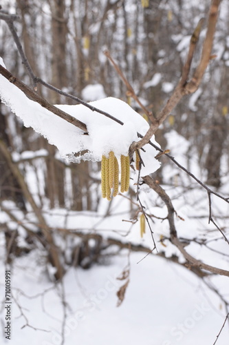 earrings on the branches of a winter forest