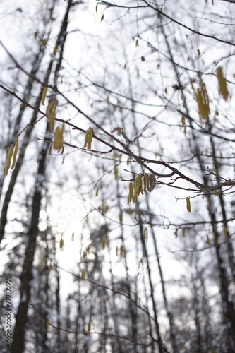 earrings on the branches of a winter forest