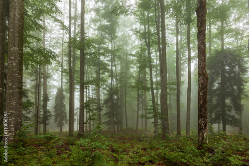 Beautiful green forest with foggy morning light.