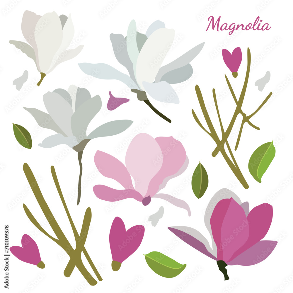 Set with magnolia flowers. Spring plants. Pink, burgundy, green, lilac. For design of postcards, patterns, etc., notebooks.