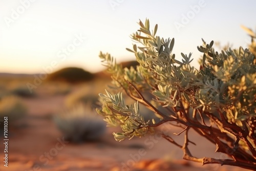 Shrub plant in Kgalagadi transfrontier park South Africa photo