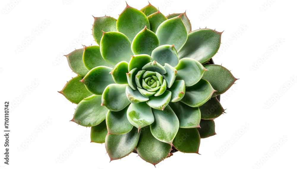 Green succulent plant isolated on transparent background. Green succulent plant isolated on transparent background.