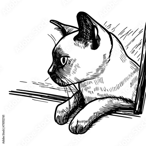 Charming hand-drawn vector of a Tonkinese Cat gazing from a car window, perfect for digital and print use.