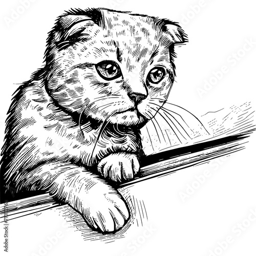 Hand-drawn Scottish Fold cat looking out car window vector. Perfect for digital or print use.
