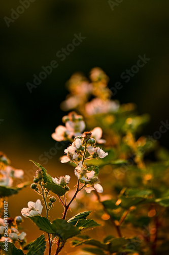 Blackberry (Rubus sect. Rubus) shrub with white flowers and leaves illuminated by the backlight of the sunset in Transylvania, Romania © GrebnerFotografie
