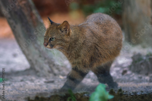 Photography Pampas Cat (Leopardus colocolo) - South American feline
