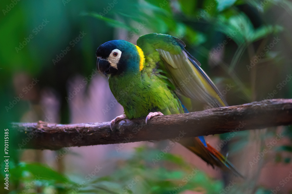Golden Collared Macaw (Primolius auricollis) Golden Collared Macaw (Primolius auricollis)
