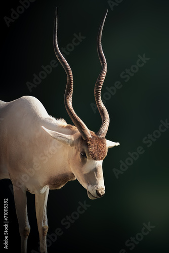 Addax Antelope (Addax nasomaculatus) - Horned Antelope