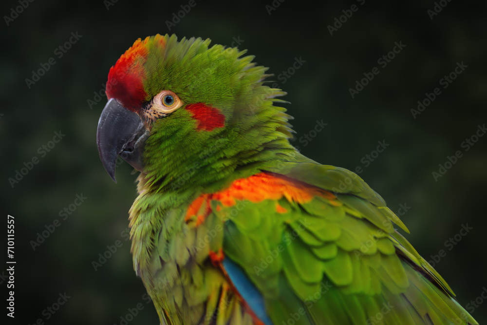 Red-fronted Macaw parrot (Ara rubrogenys)