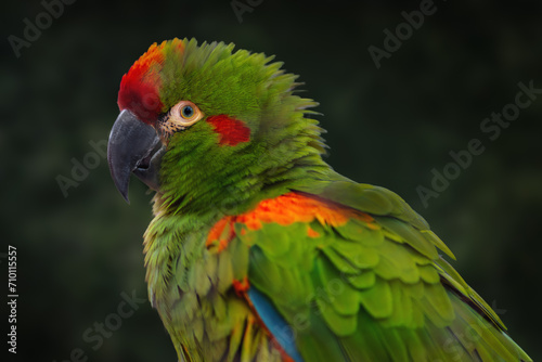 Red-fronted Macaw parrot (Ara rubrogenys)