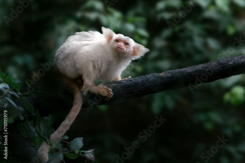 Photography Gold-and-white Marmoset monkey (Mico chrysoleucus)