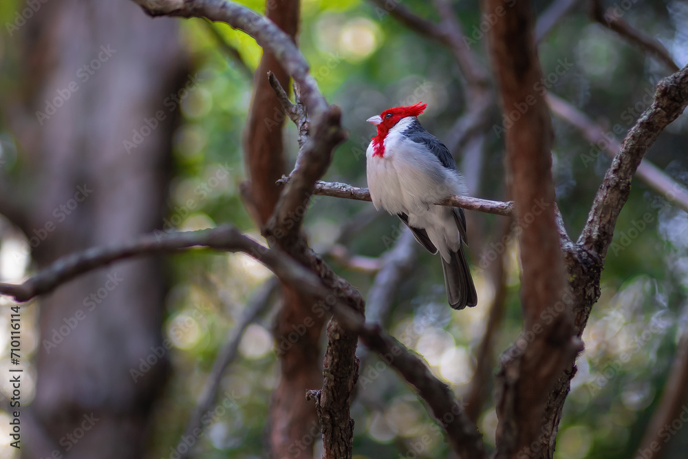 Fototapeta premium Red-crested Cardinal bird (Paroaria Coronata)