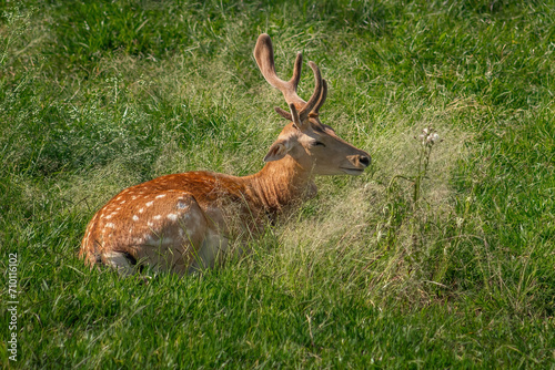 Wallpaper Mural European Fallow Deer with Velvet Antlers (Dama dama) Torontodigital.ca