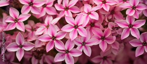 pink pentas flowers