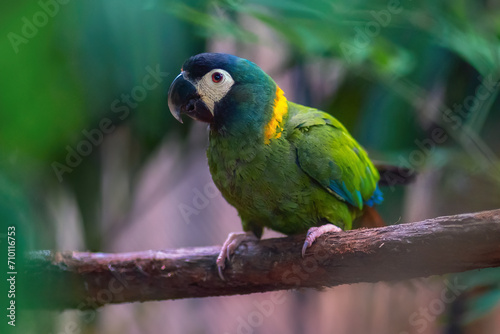 Golden Collared Macaw (Primolius auricollis)