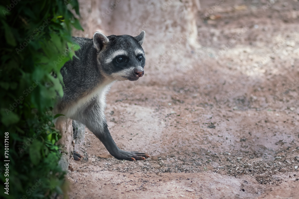 Fototapeta premium Crab-eating Raccoon (Procyon cancrivorus) or South American Raccoon