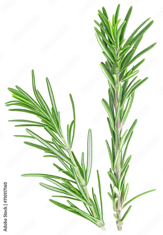 Fototapeta premium Fresh green rosemary twigs isolated on a white background. Rosemary branches.