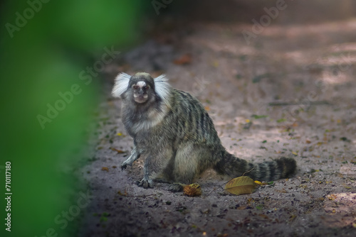 Common Marmoset (Callithrix jacchus) or White-tufted Marmoset monkey photo