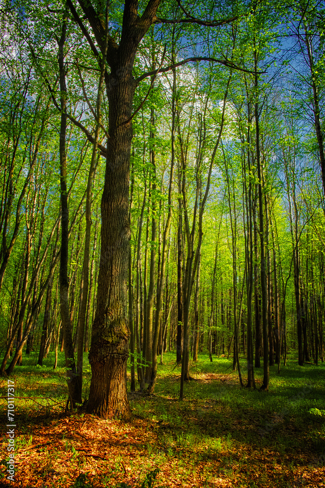 Fototapeta premium Dense woods showcasing tall trees and a ground covered with fallen leaves.