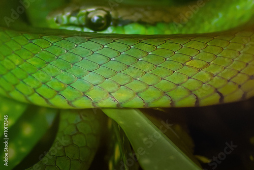 Snake Scales Texture - South American Green Racer (Philodryas olfersii)