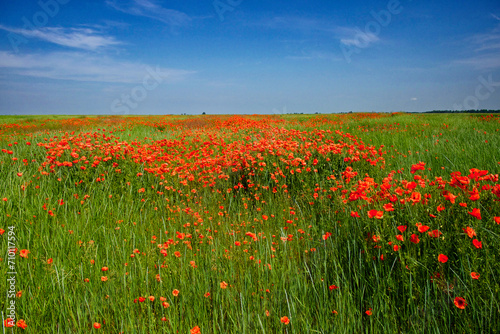 The image captures a serene field adorned with blooming red flowers under a vast sky.