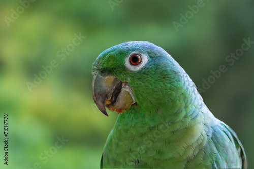 Southern Mealy Amazon Parrot (Amazona farinosa)