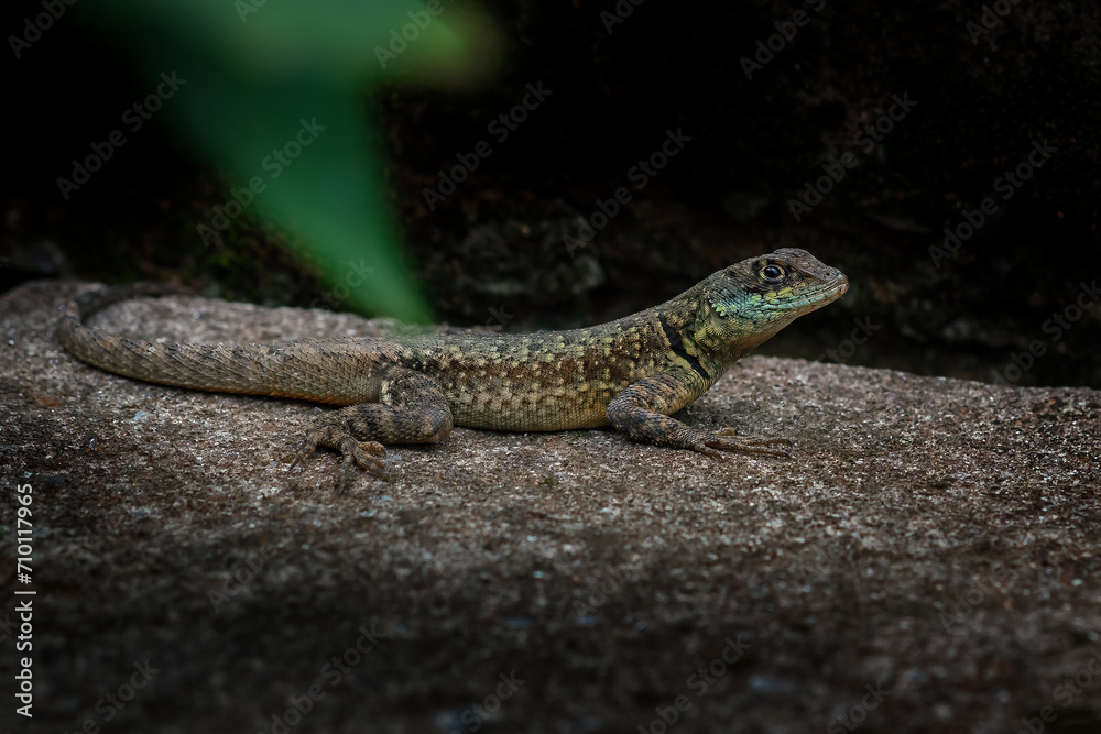 Amazon Lava Lizard (Tropidurus torquatus) - Calango Amazon Lava Lizard (Tropidurus torquatus) - Calango