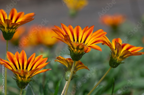 Gazania rigens splendens treasure flowers in bloom, orange yellow cultivated ornamental garden flowering plants
