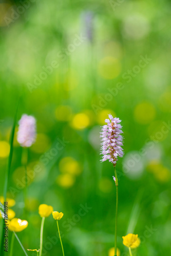 Bistorta officinalis meadow european bistort in bloom  pink meadow flowering snakeroot snakeweed plants in green grass