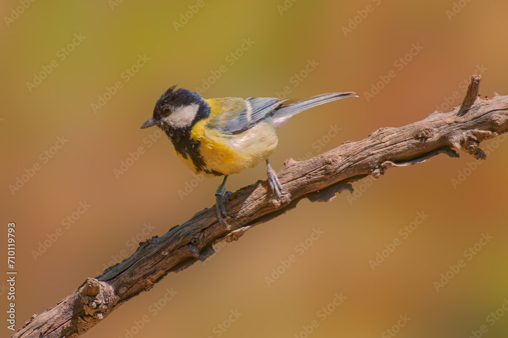 Great tit, Parus major, single bird on berries, Warwickshire, December 2020 Great tit, Parus major, single bird on berries, Warwickshire, December 2020