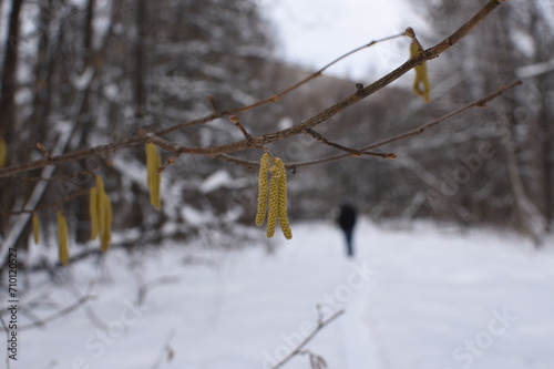 man walking in winter forest
