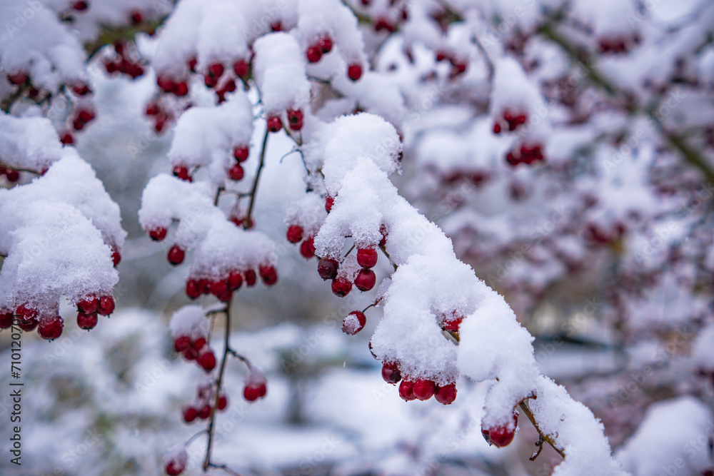 Hawthorn tree with fruits with adhering snow.