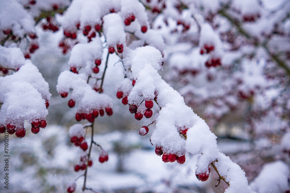 Hawthorn tree with fruits with adhering snow. Hawthorn tree with fruits with adhering snow.