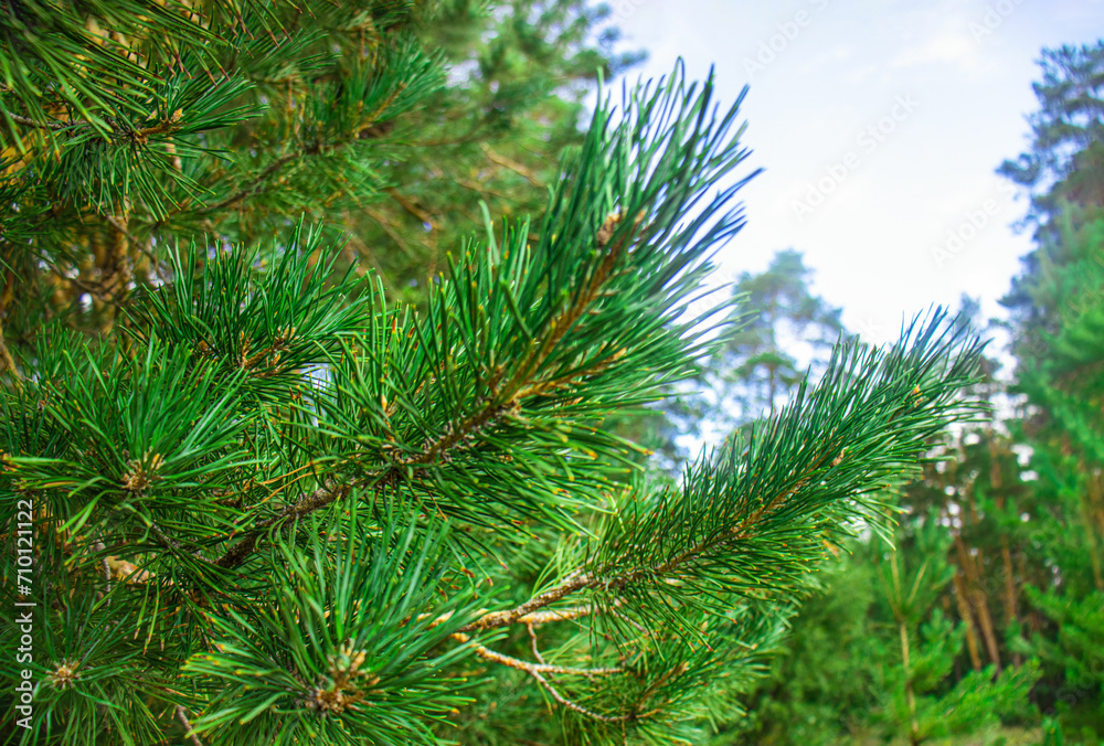 Pine branches close-up, pine forest Pine branches close-up, pine forest