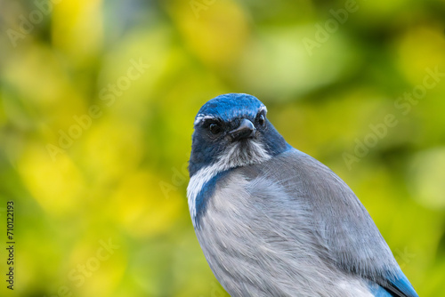 Brilliant blue jay up close and personal