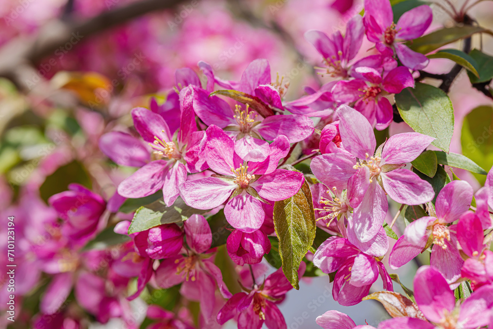 Blooming cherry tree in the garden. Spring seasonal of growing plants. Gardening concept Blooming cherry tree in the garden. Spring seasonal of growing plants. Gardening concept