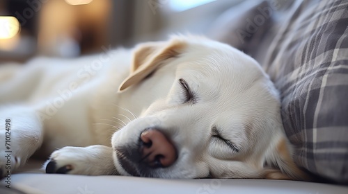 Adorable dog peacefully sleeping on a cozy sofa with ample space on the left top side for text © Ilja