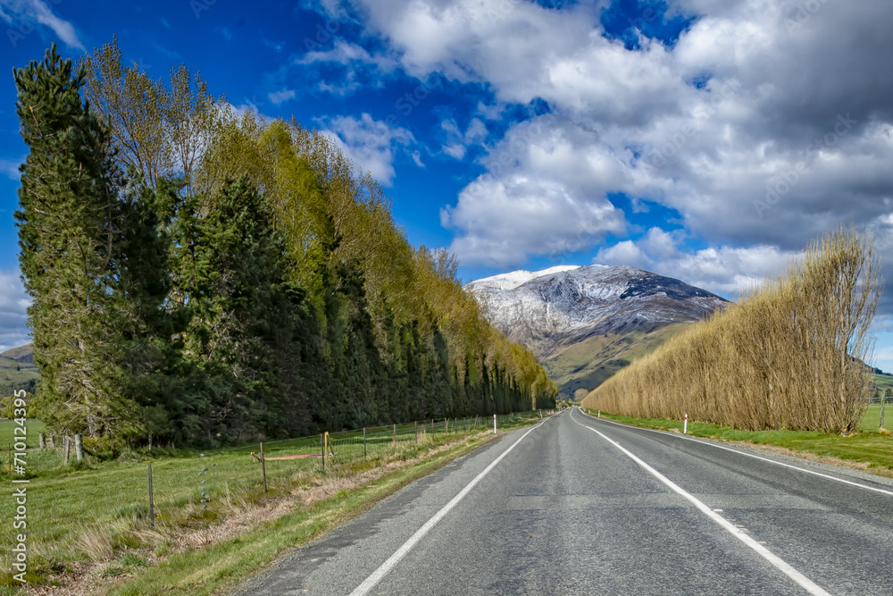 Naklejka premium Tree lined road