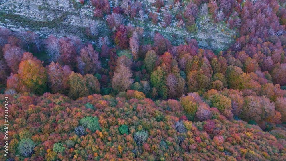 Beech forest in autumn around the Sanctuary of San Miguel de Excelsis in the Sierra de Aralar. Aerial view from a drone. Municipality of Uarte Arakil. Navarre. Spain. Europe