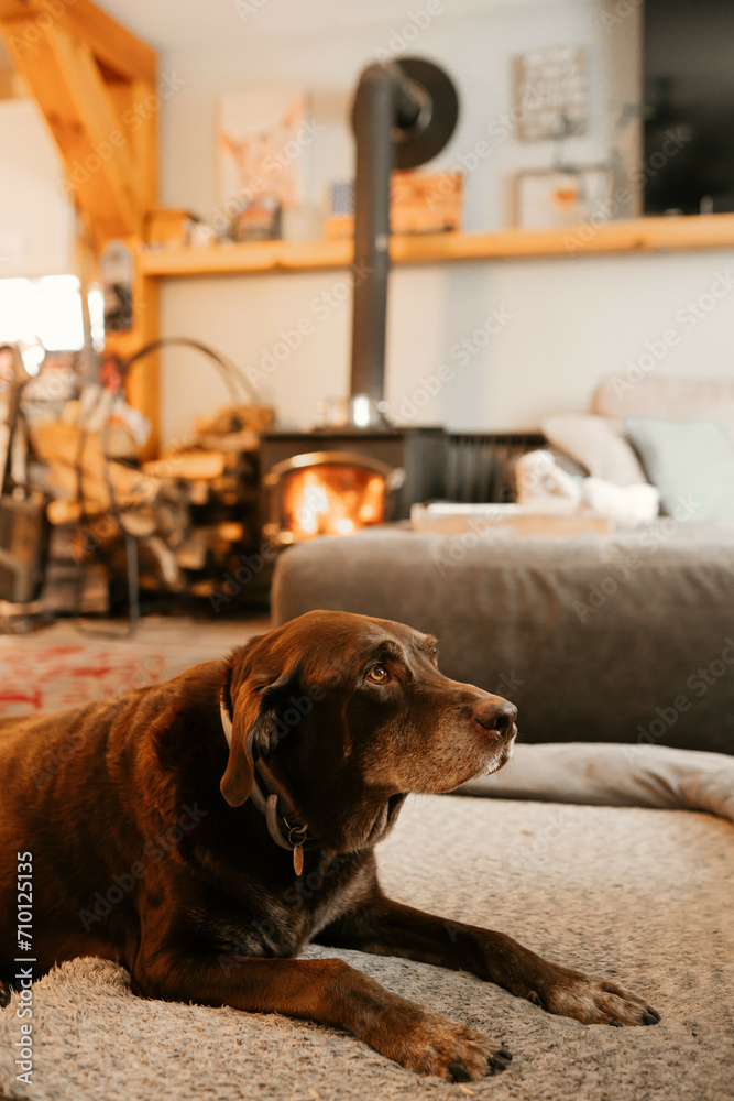 dogs enjoying themselves at home dogs enjoying themselves at home